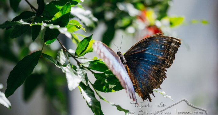 Tropische Welt der Schmetterlinge