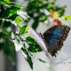 Tropische Welt der Schmetterlinge